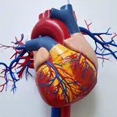 Cardiovascular Drug Trials and Preventive Therapies